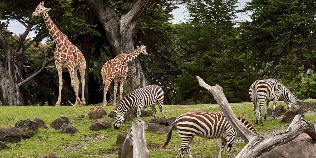 Améliorer l'observation des animaux au zoo grâce à Foro